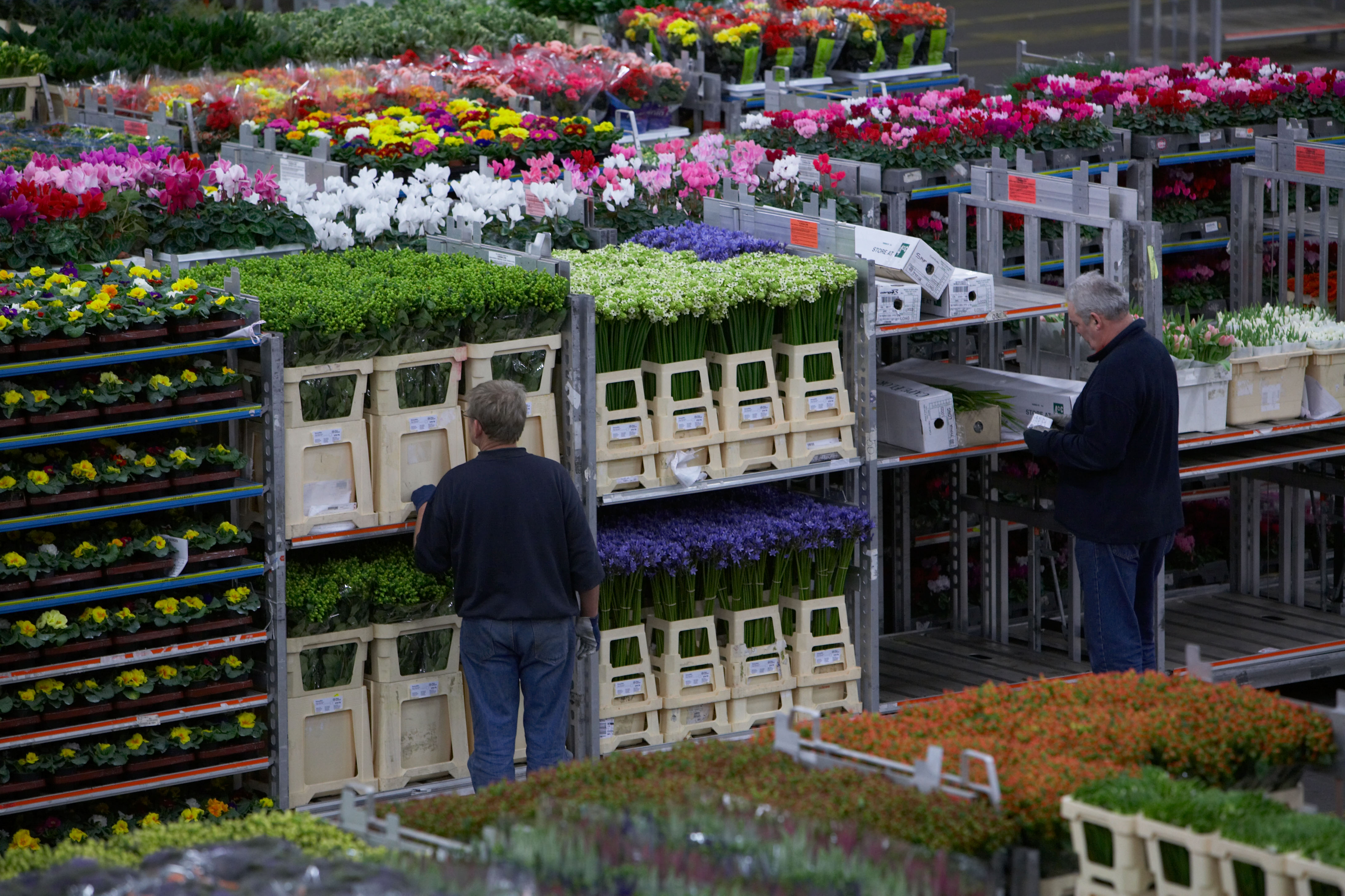 Цветочный аукцион FLORAHOLLAND В Голландии